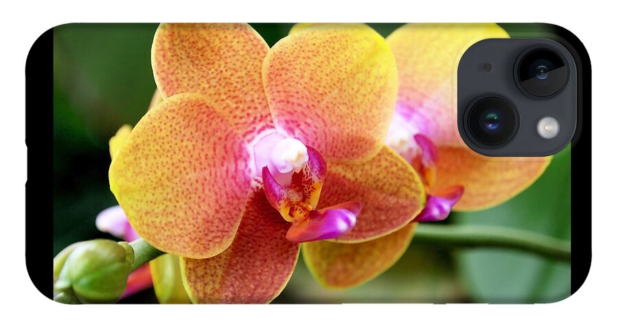 Orchid iPhone Case featuring the photograph Pink Yellow Orchid by Rona Black