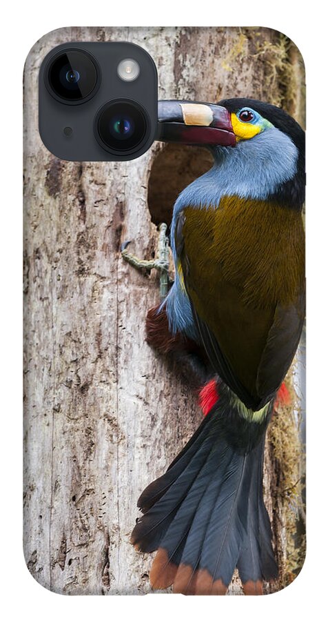Tui De Roy iPhone 14 Case featuring the photograph Plate-billed Mountain-toucan At Nest by Tui De Roy