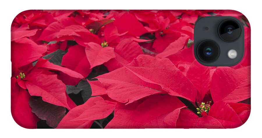 Poinsettias iPhone 14 Case featuring the photograph Plethora of Poinsettias by Patty Colabuono