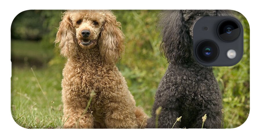 Poodle iPhone 14 Case featuring the photograph Poodle Dogs by Jean-Michel Labat