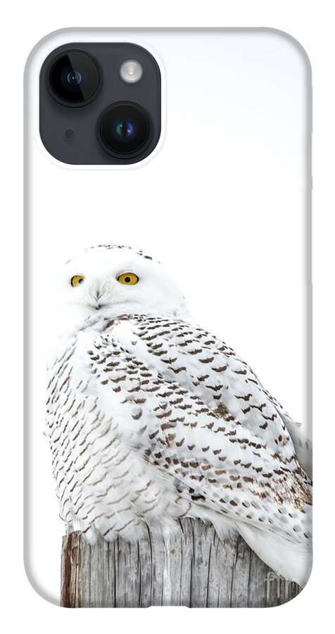 Field iPhone 14 Case featuring the photograph Portrait Style Snowy by Cheryl Baxter