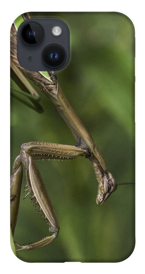 Daddy Longlegs iPhone 14 Case featuring the photograph Praying Mantis 002 by Donald Brown