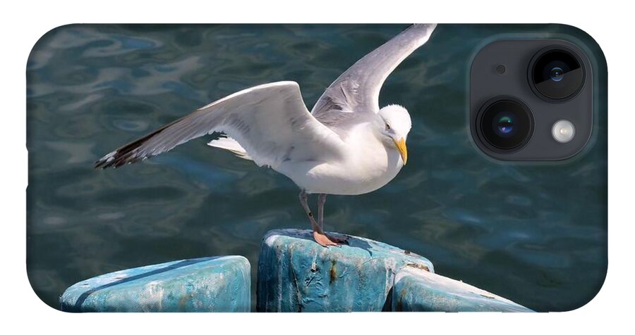 Seagull iPhone 14 Case featuring the photograph Prepare for Flight by Tammie Miller