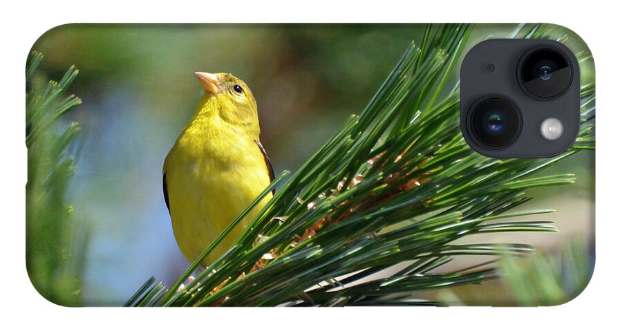 American Goldfinch iPhone Case featuring the photograph Profile In the Pines by Kerri Farley
