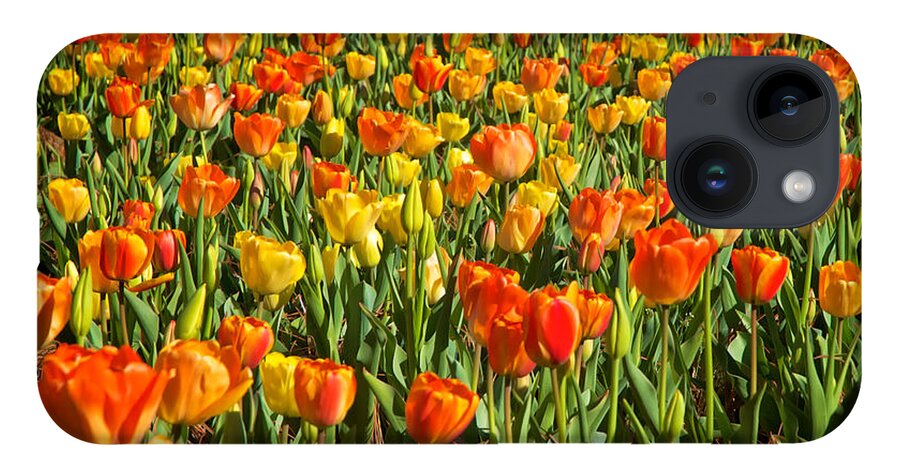 Floral iPhone Case featuring the photograph Profusion of Tulips Biltmore Estate NC by Mary Lee Dereske