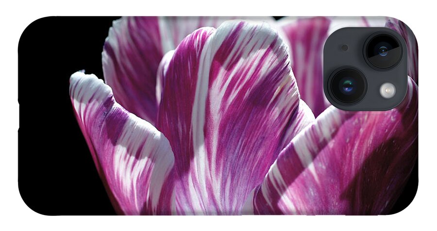 Tulip iPhone 14 Case featuring the photograph Purple and White Marbled Tulip by Rona Black