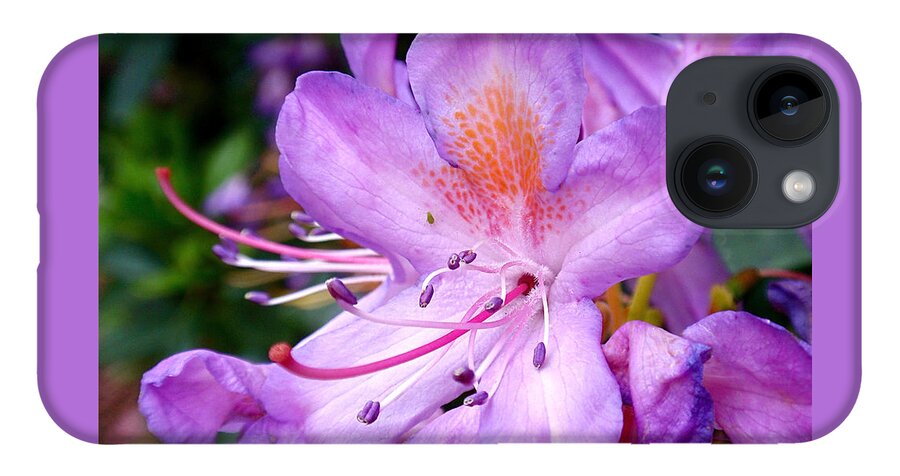 Azaleas iPhone 14 Case featuring the photograph Purple Azalea by Rona Black