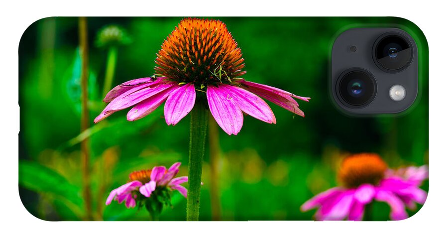 Flowers/plants iPhone 14 Case featuring the photograph Purple Coneflower by Louis Dallara