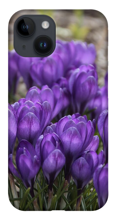 Springtime iPhone 14 Case featuring the photograph Purple crocus Flowers by Valerie Collins