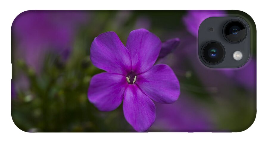 Wildflowers iPhone 14 Case featuring the photograph Purple Portal by Dan Hefle