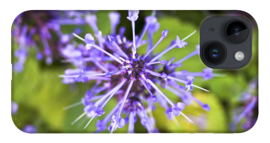 Flower iPhone 14 Case featuring the photograph Purple Star by Jennifer Ludlum