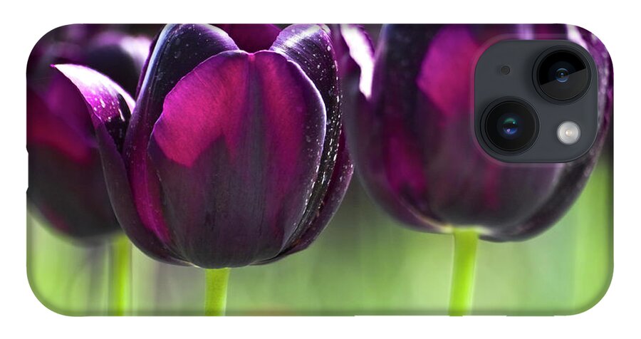 Tulip iPhone 14 Case featuring the photograph Purple tulips by Heiko Koehrer-Wagner