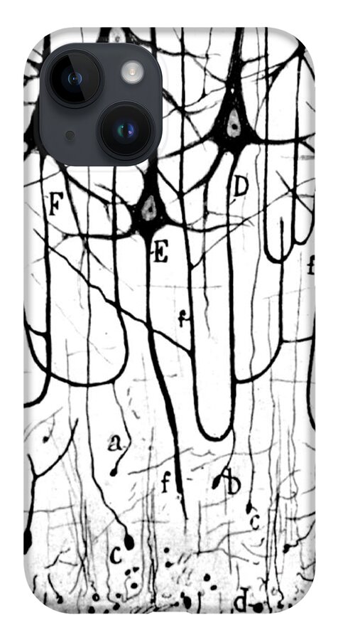 Ramon Y Cajal iPhone Case featuring the photograph Pyramidal Cells Illustrated By Cajal by Science Source