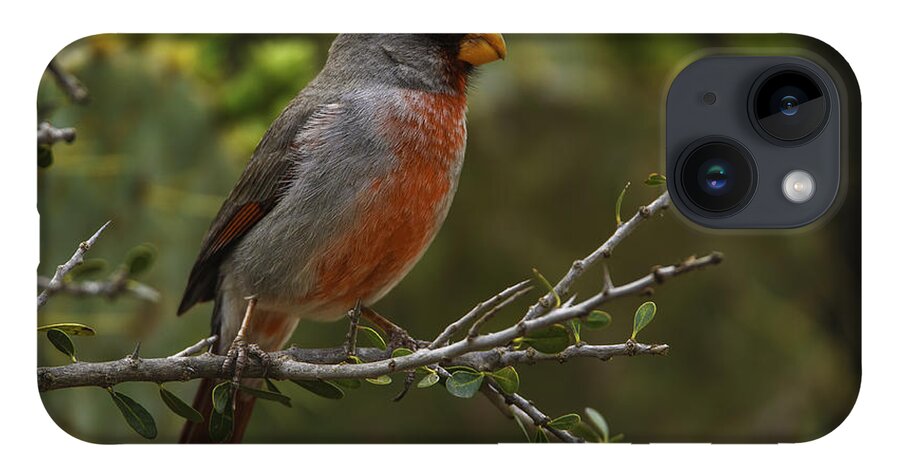 Birds iPhone 14 Case featuring the photograph Pyrrhuloxia Portrait by Donald Brown