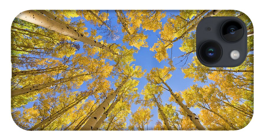 00559134 iPhone 14 Case featuring the photograph Quaking Aspens In Autumn #1 by Yva Momatiuk John Eastcott