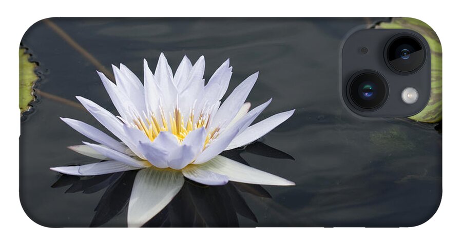 Water Lily iPhone 14 Case featuring the photograph Queen of the Water by Patty Colabuono