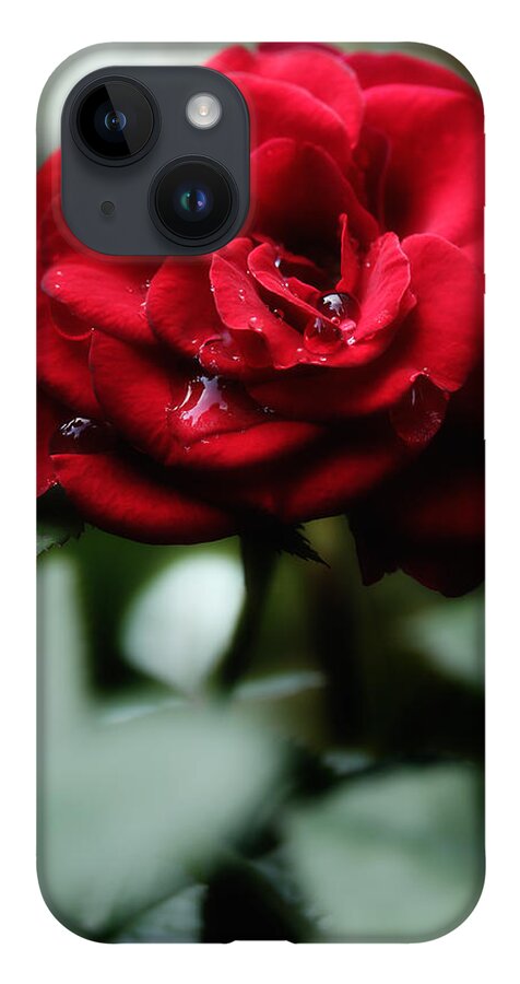 Red Rose iPhone 14 Case featuring the photograph Quietly My Tears Fall by Michael Eingle