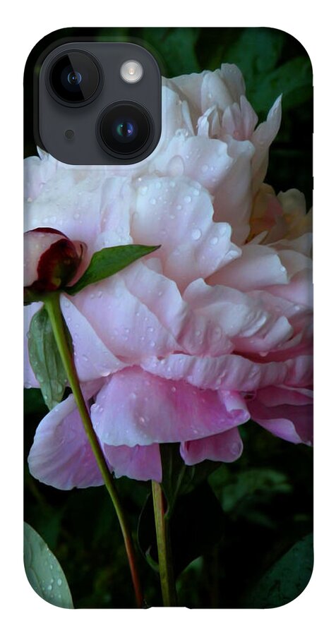 Peony iPhone 14 Case featuring the photograph Rain-soaked Peonies by Rona Black