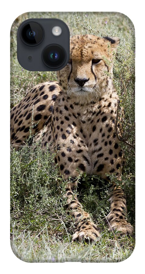 Cheetahs iPhone Case featuring the photograph Red Cheetah Portrait by Chris Scroggins