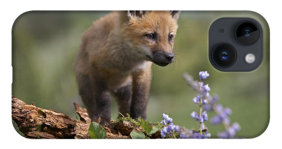 Feb0514 iPhone 14 Case featuring the photograph Red Fox Kit Climbing by Tim Fitzharris