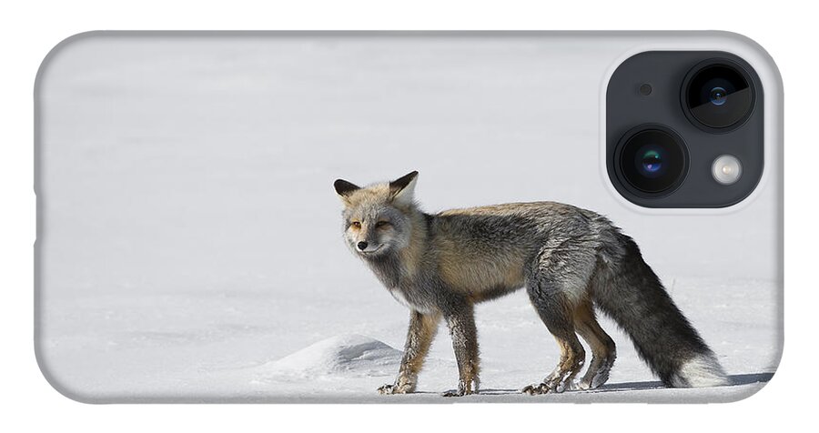 Yellowstone iPhone 14 Case featuring the photograph Red Fox of a Yellowstone Winter by Bill Cubitt