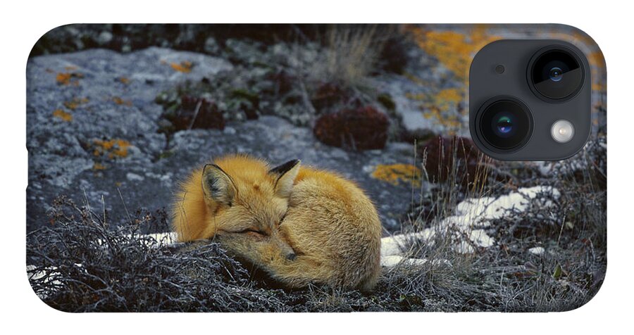 Feb0514 iPhone 14 Case featuring the photograph Red Fox Sleeping On Lichen Covered Rock by Konrad Wothe