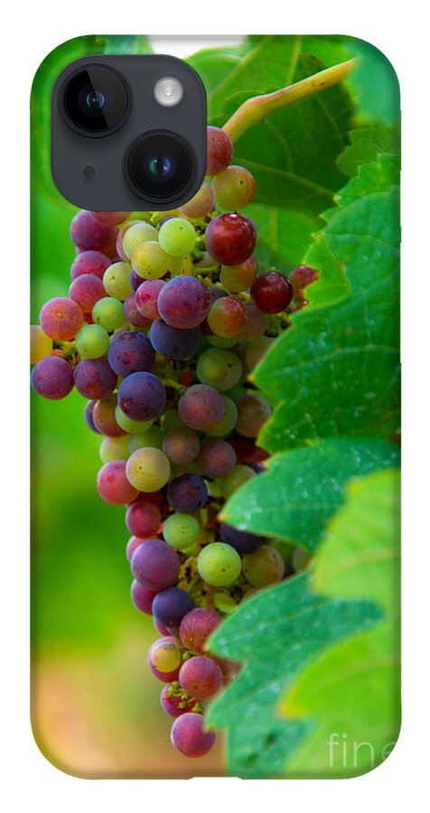 Bordeaux iPhone 14 Case featuring the photograph Red Grapes by Hannes Cmarits
