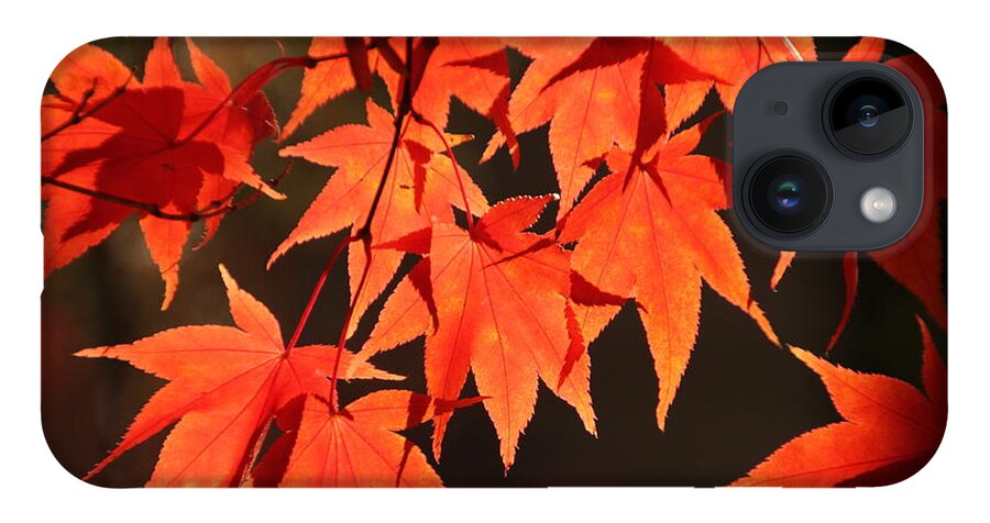 Japanese Maple Tree iPhone Case featuring the photograph Japanese Maple Leaves in Fall by Valerie Collins