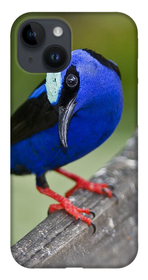 Red-legged Honeycreeper iPhone 14 Case featuring the photograph Red-legged Honeycreeper.. by Nina Stavlund