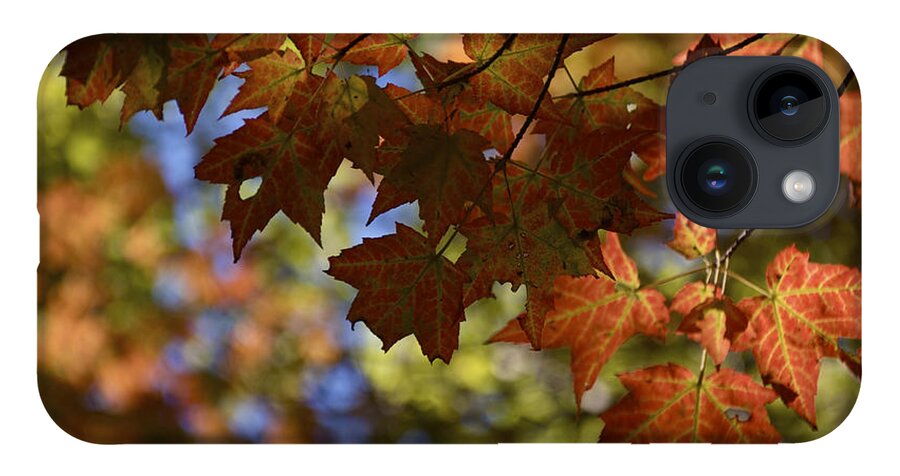 Maple iPhone 14 Case featuring the photograph Red Maple Canopy by Owen Weber