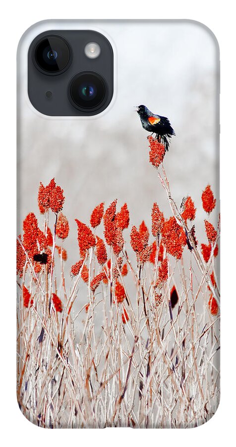 Dunns Marsh iPhone 14 Case featuring the photograph Red Winged Blackbird On Sumac by Steven Ralser
