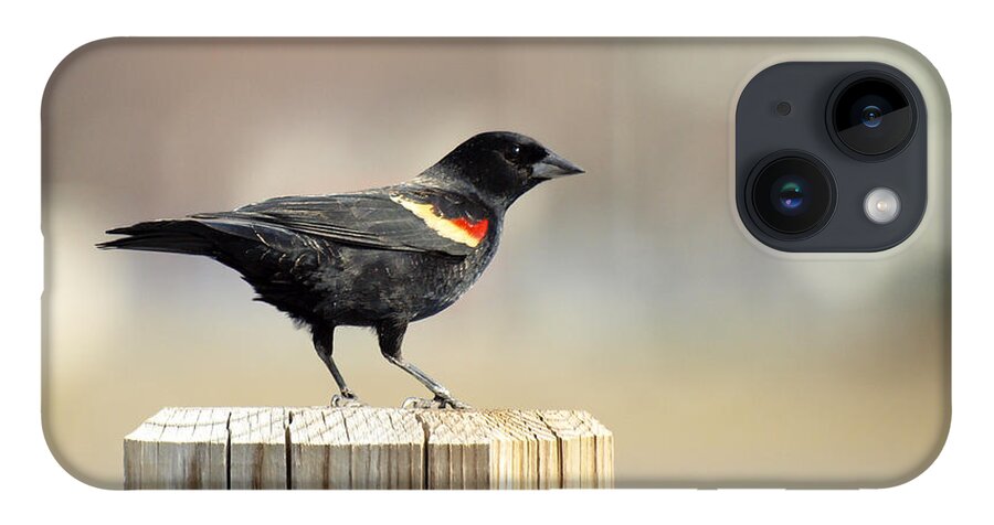 Red Winged Blackbird iPhone 14 Case featuring the photograph Red Winged Blackbird by Thomas Young