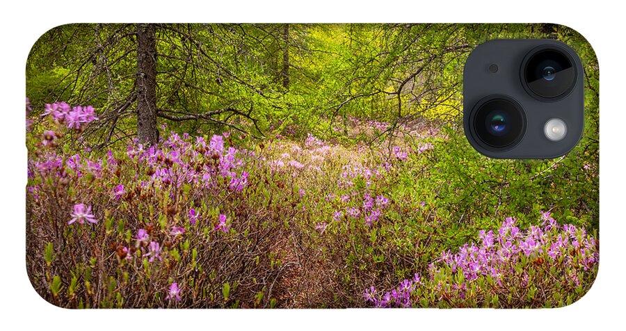 Acadia National Park iPhone 14 Case featuring the photograph Rhodora Bloom in Acadia by Susan Cole Kelly