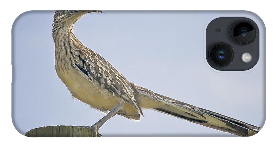 Road Runner iPhone 14 Case featuring the photograph Roadrunner on Fence Post by Michael Dougherty