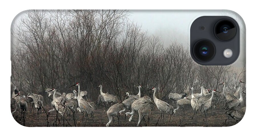 Sandhill iPhone 14 Case featuring the photograph Sandhill Cranes in the Fog by Farol Tomson