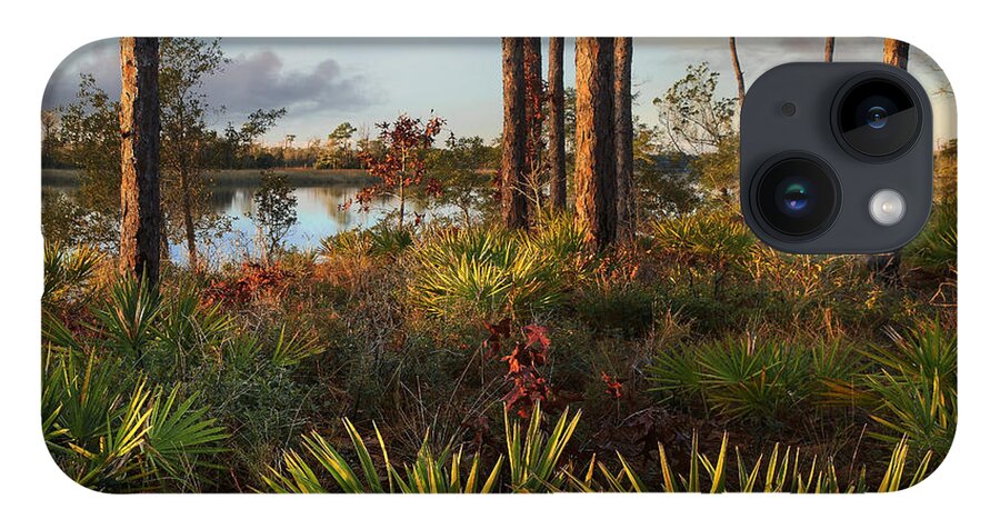 Tim Fitzharris iPhone 14 Case featuring the photograph Saw Palmetto And Longleaf Pine by Tim Fitzharris