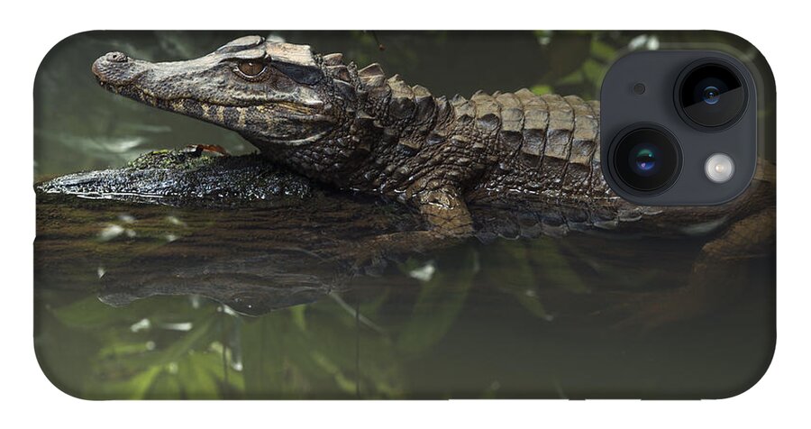 Pete Oxford iPhone 14 Case featuring the photograph Schneiders Dwarf Caiman Ecuador by Pete Oxford