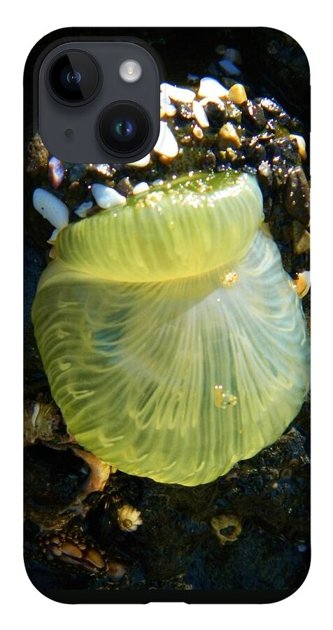 Ocean Life iPhone 14 Case featuring the photograph Sea Anemone with Beautiful Jelly by Gallery Of Hope 