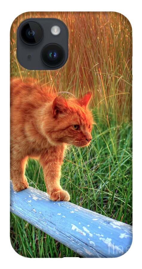 Cats iPhone 14 Case featuring the photograph Sea Grass Tabby Cat by Brenda Giasson