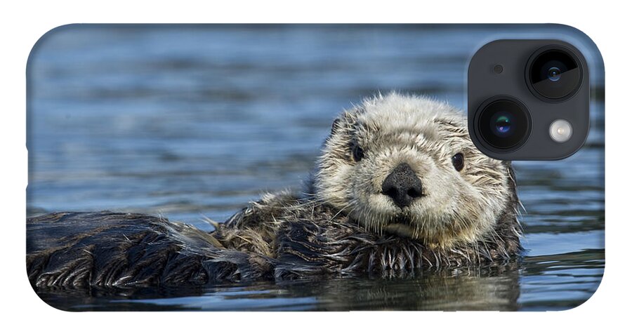 Michael Quinton iPhone 14 Case featuring the photograph Sea Otter Alaska by Michael Quinton