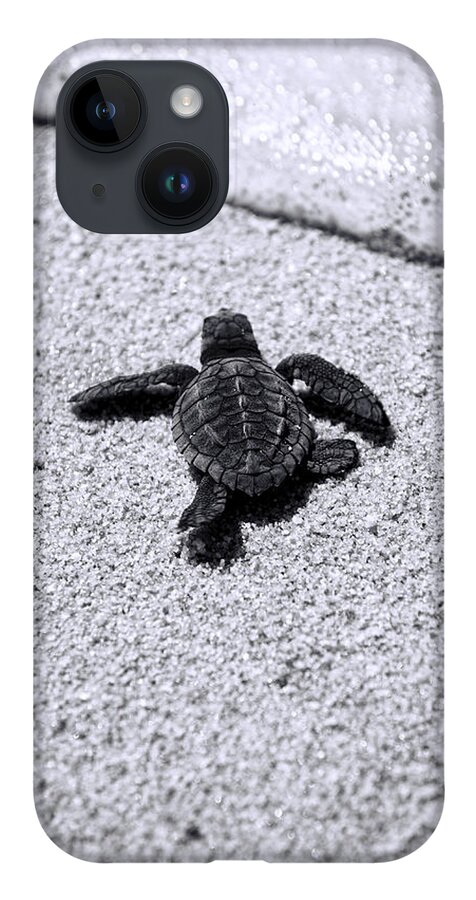 Baby Loggerhead iPhone Case featuring the photograph Sea Turtle by Sebastian Musial