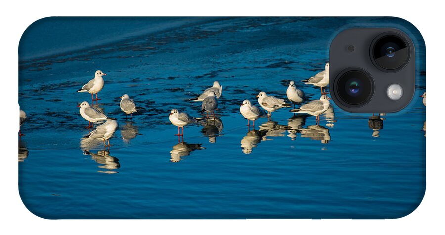 Animal iPhone Case featuring the photograph Seagulls On Frozen Lake by Andreas Berthold