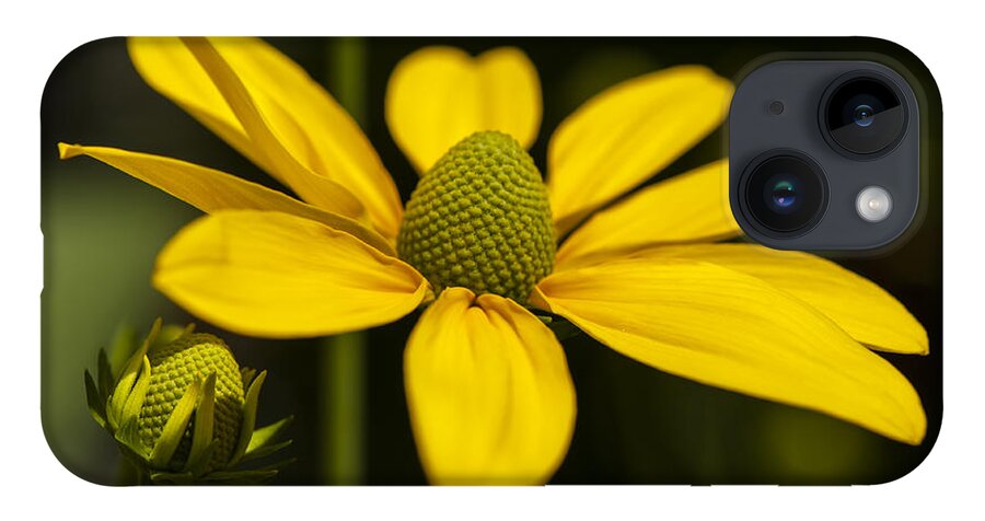 Green Coneflower iPhone 14 Case featuring the photograph Sharing a Little Light by Dan Hefle