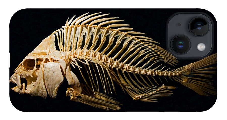 Animal iPhone 14 Case featuring the photograph Sheepshead Fish Skeleton by Millard H. Sharp