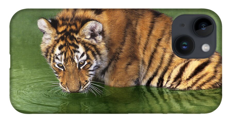 Siberian Tiger iPhone Case featuring the photograph Siberian Tiger Cub in Pond Endangered Species Wildlife Rescue by Dave Welling