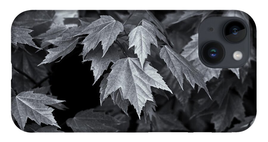 Maple Leaves iPhone 14 Case featuring the photograph Silver Maple by Dan Hefle