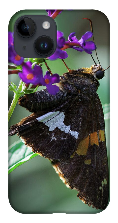 Butterflies iPhone 14 Case featuring the photograph Skipper Z by Donald Brown