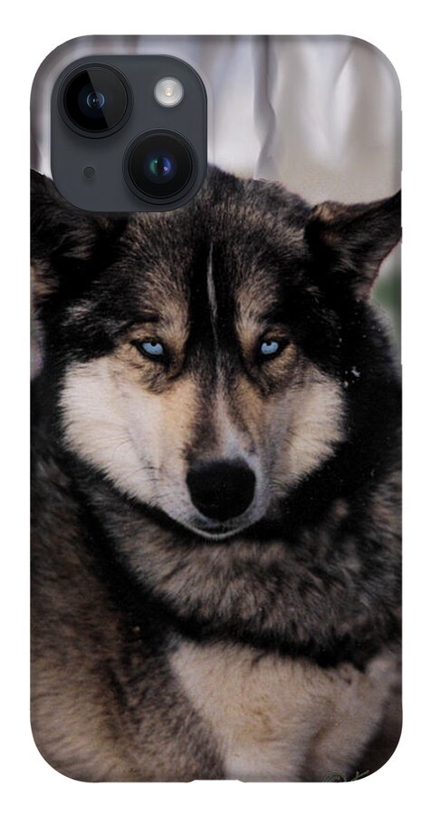 Sled Dog iPhone Case featuring the photograph Sled Dog Resting by Kae Cheatham
