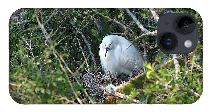 Animal iPhone 14 Case featuring the photograph Snowy Egret In Nest by Gregory G. Dimijian
