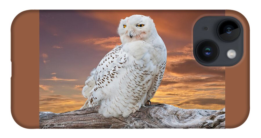 Animal iPhone 14 Case featuring the photograph Snowy Owl Perched at Sunset by Jeff Goulden